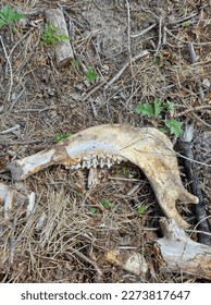 bone lying in the forest