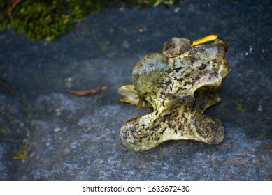 Bone Lying On A Stone In Huascarán National Park Peru