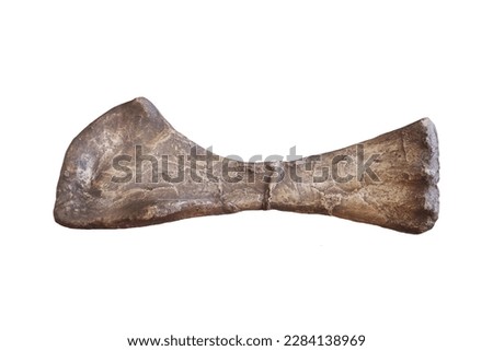 Bone sample of dinosaur femur of Phuwiangosaurus sirindhornae isolated on white background.