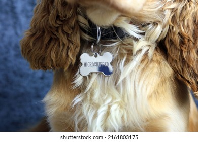 A Bone Shaped Dog Identity Tag Showing The Dog Has Been Microchipped. - Shutterstock ID 2161803175