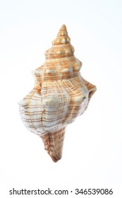 Bone, shellfish