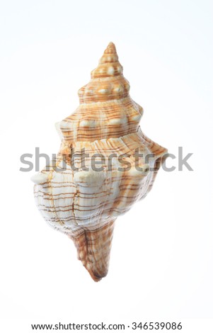 Bone, shellfish