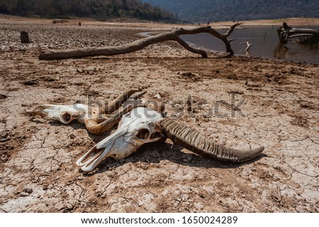 Bone skull animals on cracke ground earth and river, beautiful background of drought and death, mountain hills and sky background, photo for graphic creative design on dry arid hot climate