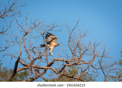 Bonelli or Bonellis eagle or Aquila fasciata with full wingspan in flight at ranthambore national park or tiger reserve rajasthan india