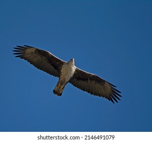 Bonelli's Eagle (Aquila Fasciata) in Flight