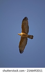 Bonelli's Eagle (Aquila Fasciata) in Flight