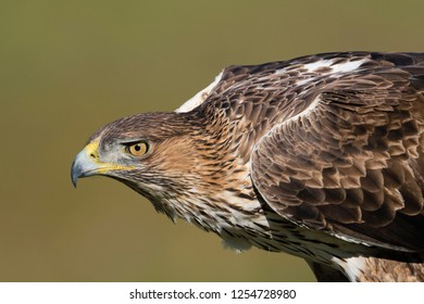Bonelli's eagle (Aquila fasciata, Hieraaetus fasciatus) Cordoba, Spain