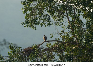 Bonelli's eagle or Aquila fasciata perched high on a tree in winter morning at ranthambore national park rajasthan india