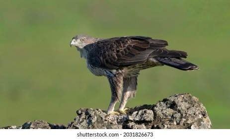 The Bonelli's eagle (Aquila fasciata) sitting on the rock