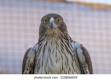 A Bonelli's Eagle (Aquila fasciata) very close up showing white feathers, yellow eyes and beak.