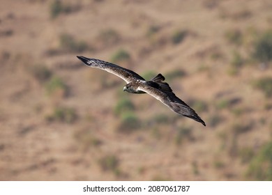 Bonelli's eagle in flight, Aquila fasciata, Kolhapur, Maharashtra, India