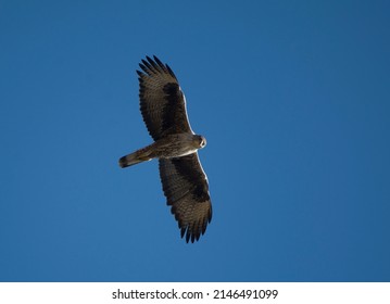 Bonelli's Eagle in flight from below
