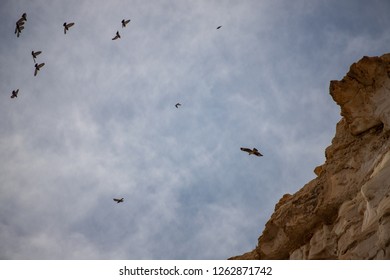 Bonelli's eagle flying in the negev desert, Israel