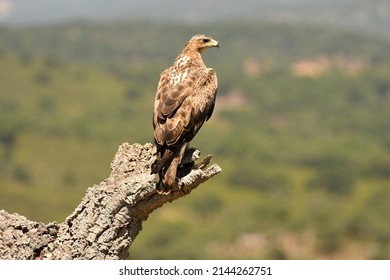 a Bonelli's eagle in the lands of Extremadura.