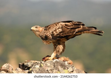 a Bonelli's eagle in the lands of Extremadura.