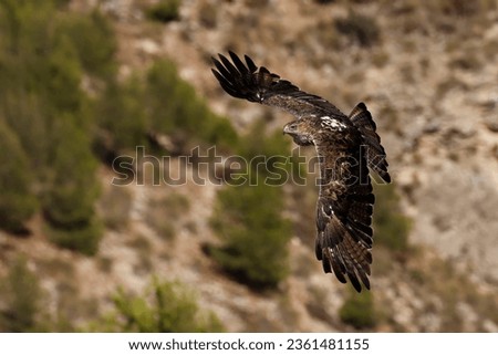 A Bonelli's eagle male (Aquila fasciata) flying. [[stock_photo]] © 