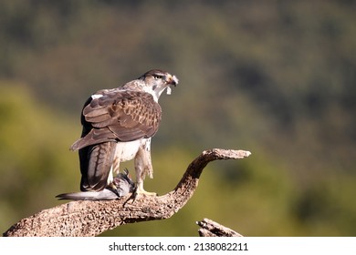 Bonelli's eagle in the mountains of Extremadura