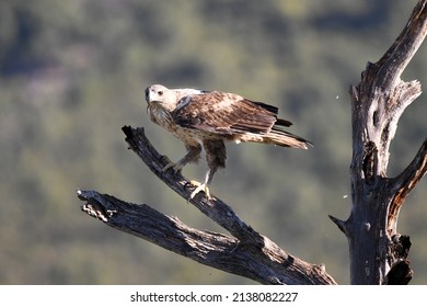 Bonelli's eagle in the mountains of Extremadura