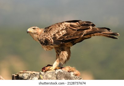 Bonelli's eagle in the mountains of Extremadura. Spain