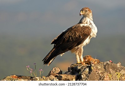 Bonelli's eagle in the mountains of Extremadura. Spain