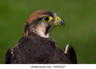 Bonelli's Eagle, native to Southern Europe.