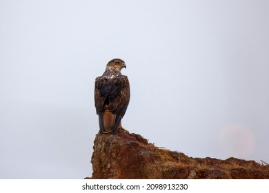 Bonelli's eagle perch on a rock, endangered species. Aquila fasciata, Kolhapur, Maharashtra, India