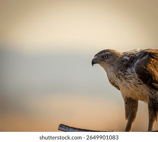 A Bonelli's eagle stares at the viewer with a mesmerizing gaze.