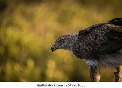 A Bonelli's eagle stares at the viewer with a mesmerizing gaze.