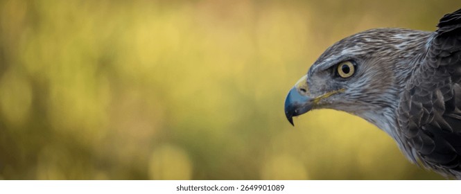 A Bonelli's eagle stares at the viewer with a mesmerizing gaze.