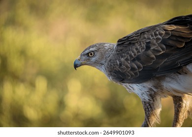 A Bonelli's eagle stares at the viewer with a mesmerizing gaze.