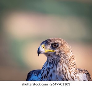 A Bonelli's eagle stares at the viewer with a mesmerizing gaze.