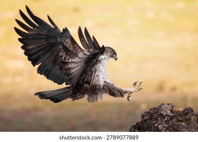Bonelli's Eagle with Talons Extended Before Landing