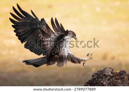 Bonelli's Eagle with Talons Extended Before Landing