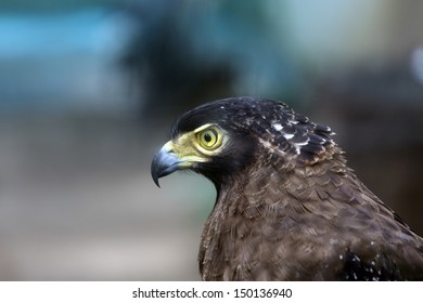 Bonelli's Eagle in the zoo