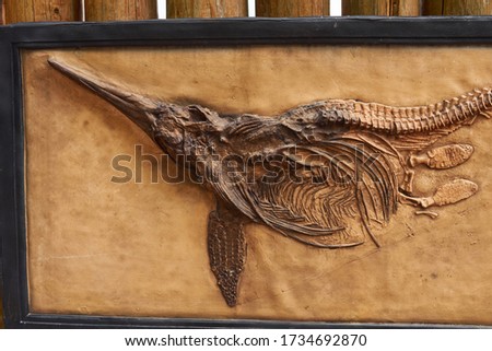 Bones of ancient old prehistoric wild animals hanging on the wall at the show. Conception of paleontology.