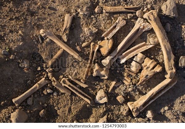 Bones of animals eaten by ancient people. The\
remains of cloven-hoofed\
animals.