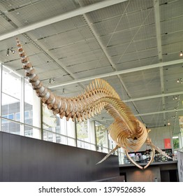 Bones of Blue whale .Beaty  Biodiversity Museum. UBC. Vancouver BC Canada.April 20th 2019

