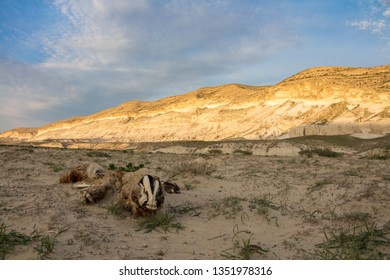 bones of a camel in the mountains