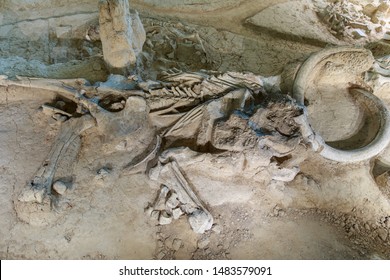 The Bones Of A Columbian Mammoth At A Dig Site In Waco, Texas, USA.