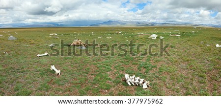 The bones of dead animals in the desert
