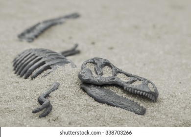 Bones Of Dinosaur