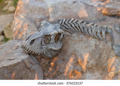 bones of dinosaur