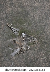 bones and feather of dead bird
