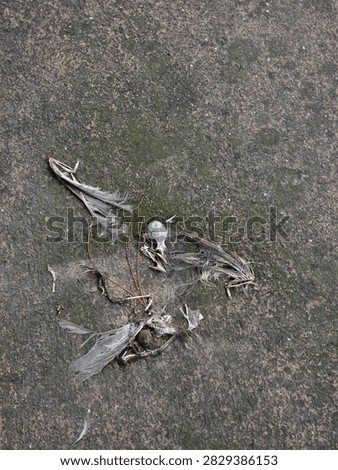 bones and feather of dead bird