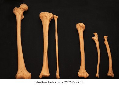 Bones of the human skeleton close-up on a black background as a teaching medical material for students.