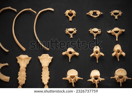 Bones of the human skeleton close-up on a black background as a teaching medical material for students.
