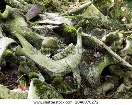 Bones and a jawbone with teeth of cows and cattle in a forest covered under a layer of moss