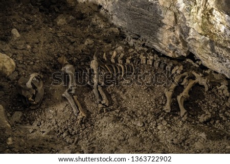 Bones of prehistoric cave bear inside limestone cave. Ancient animal skeleton representing paleontology, archaeology, extinct species and natural history preserved underground.