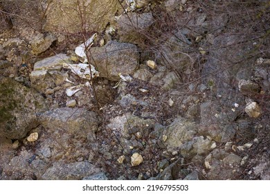 Bones And Skulls Of Animals That Fell Off A Cliff Onto Rocks. Creepy Hiking Trails. Background With Selective Focus And Copy Space For Text