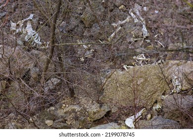 Bones And Skulls Of Animals That Fell Off A Cliff Onto Rocks. Creepy Hiking Trails. Background With Selective Focus And Copy Space For Text